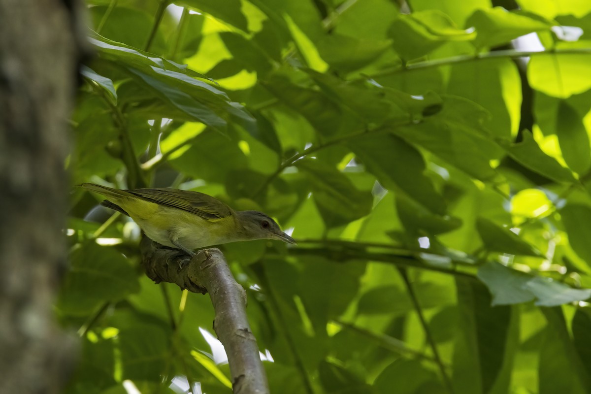 Sarı Böğürlü Vireo - ML638227029