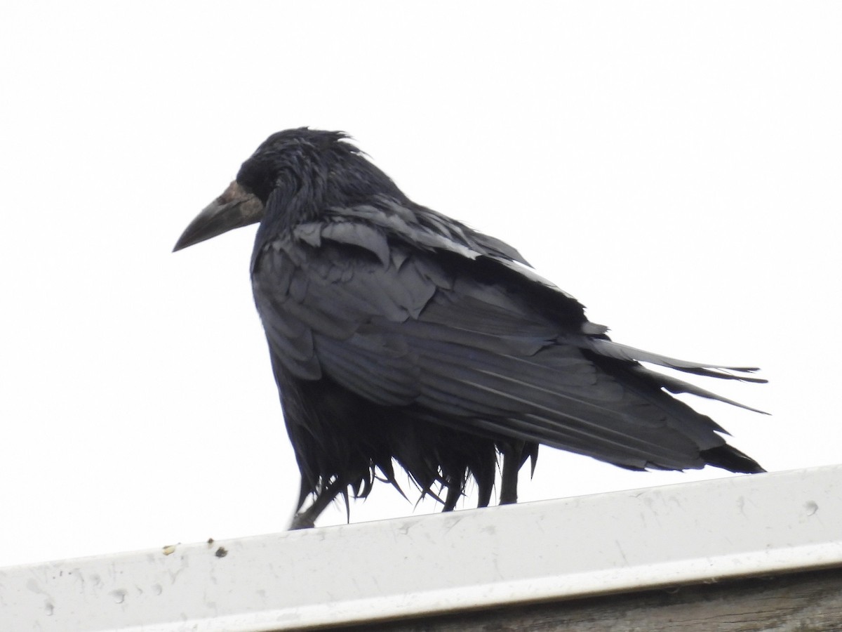 Rook - ML638227030