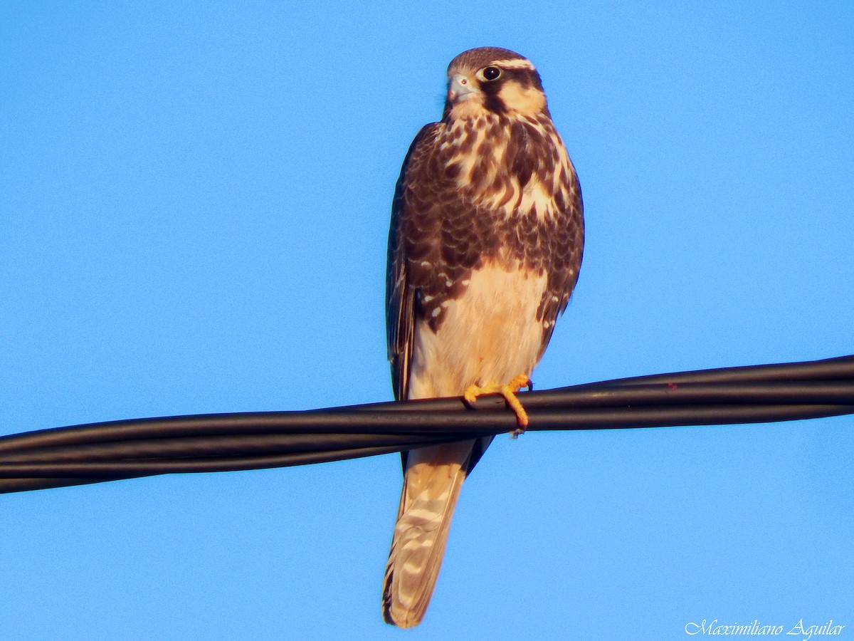 Aplomado Falcon - ML638227038