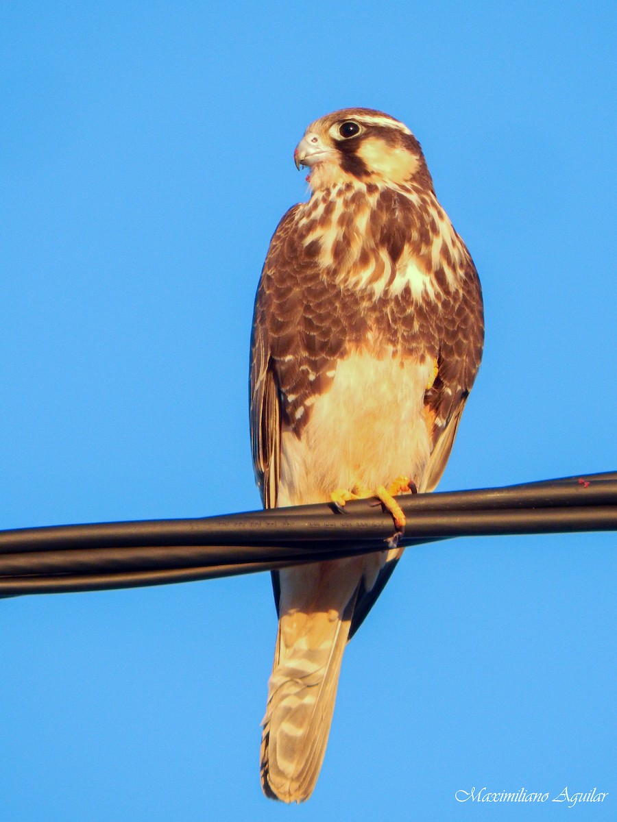 Aplomado Falcon - ML638227039