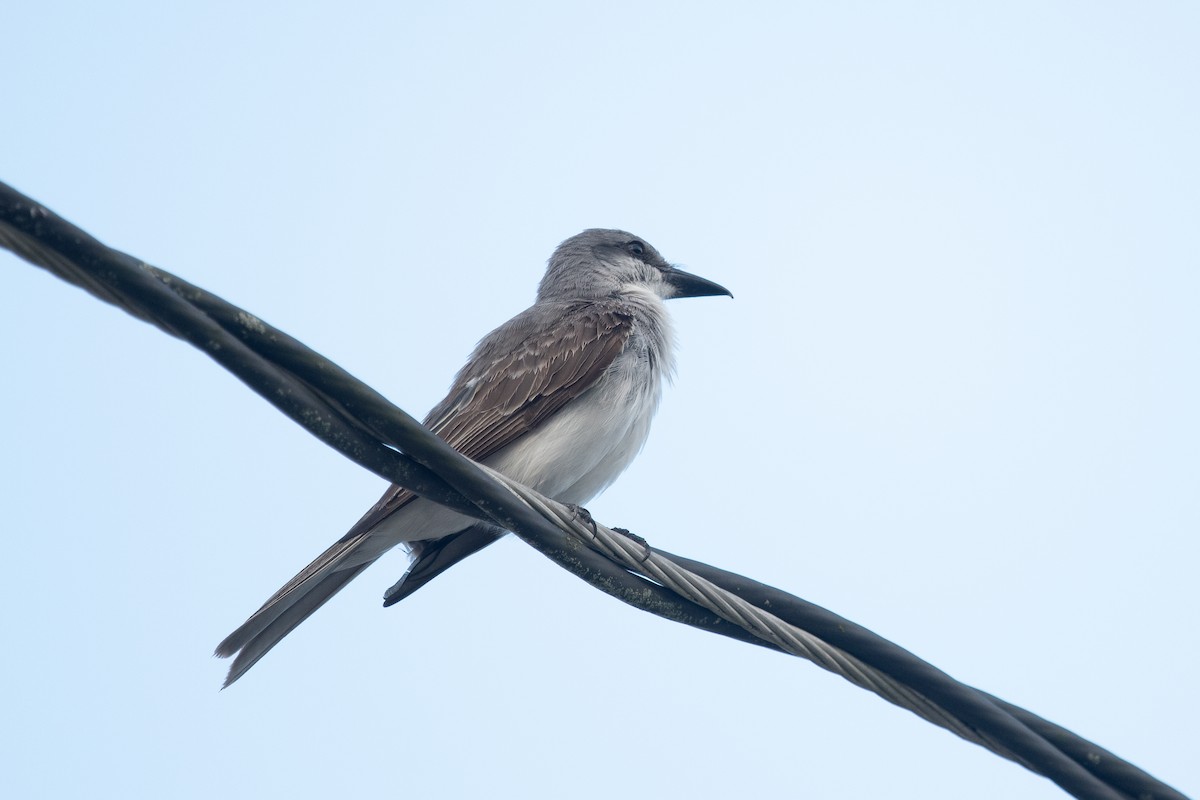 Gray Kingbird - ML638227047