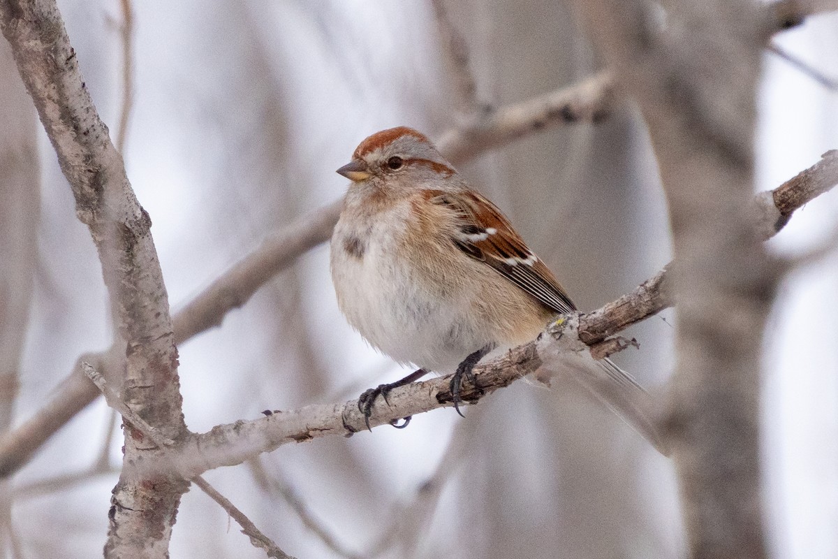 American Tree Sparrow - ML638227048