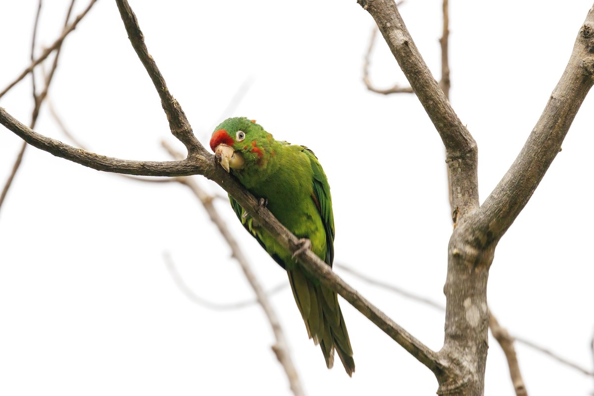 Crimson-fronted Parakeet - ML638227050