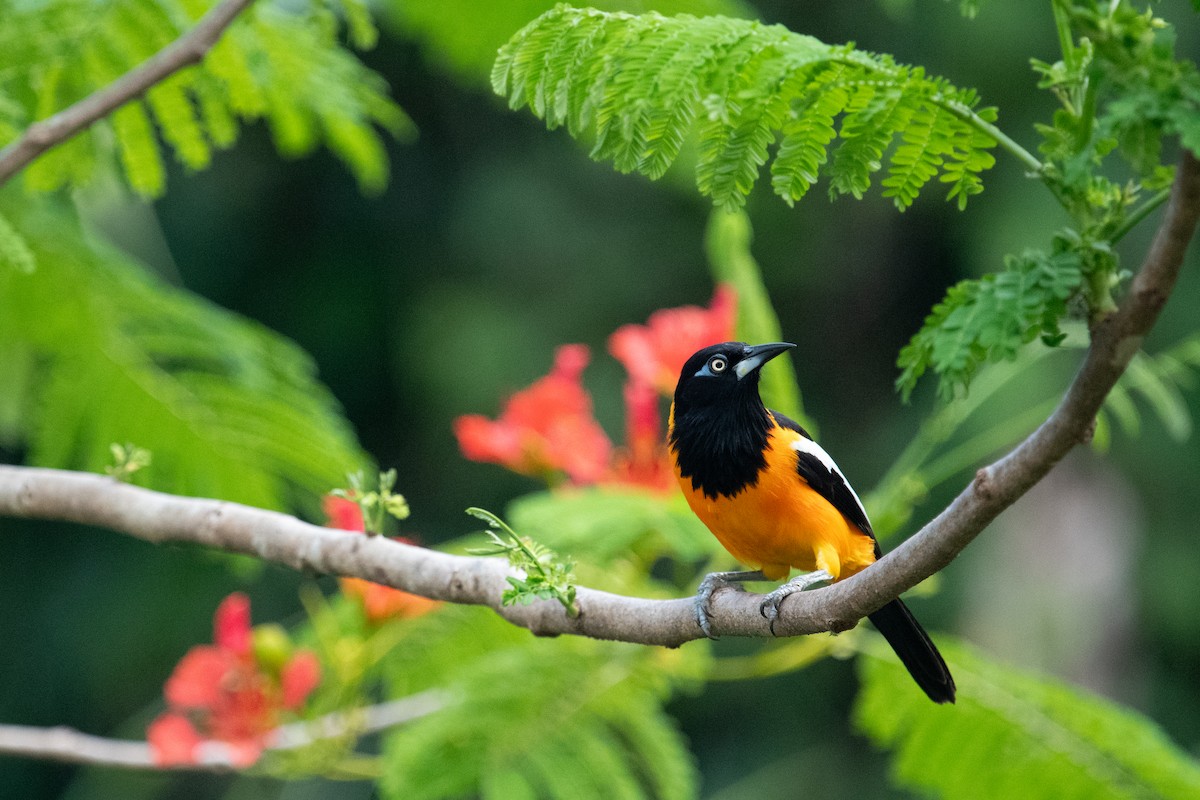 Venezuelan Troupial - ML638227052