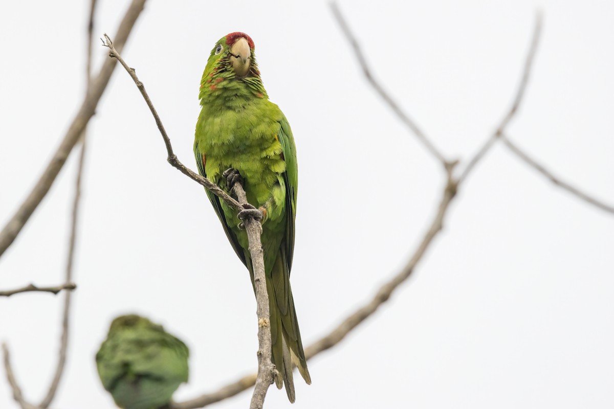 Crimson-fronted Parakeet - ML638227055