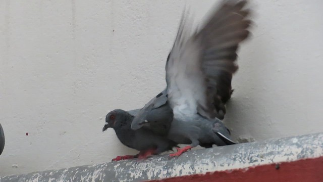 Rock Pigeon (Feral Pigeon) - ML638227057