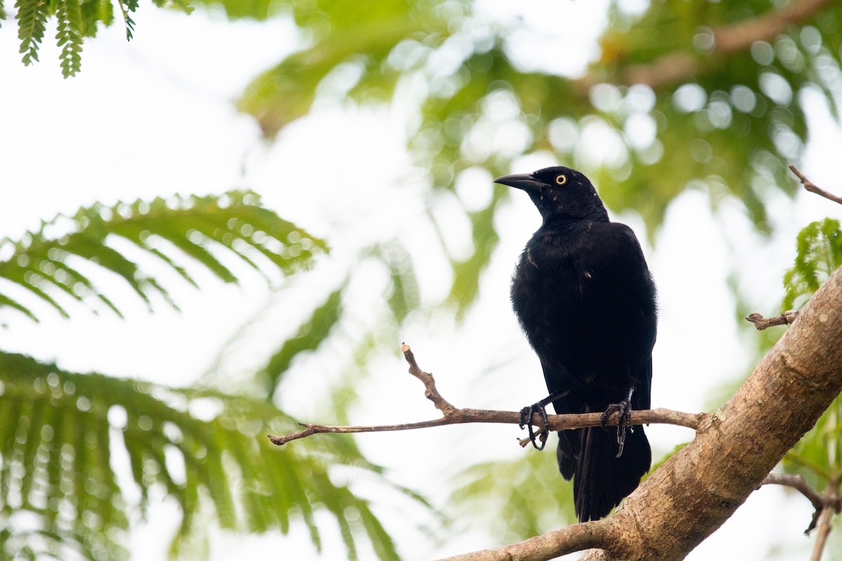 Greater Antillean Grackle - ML638227060