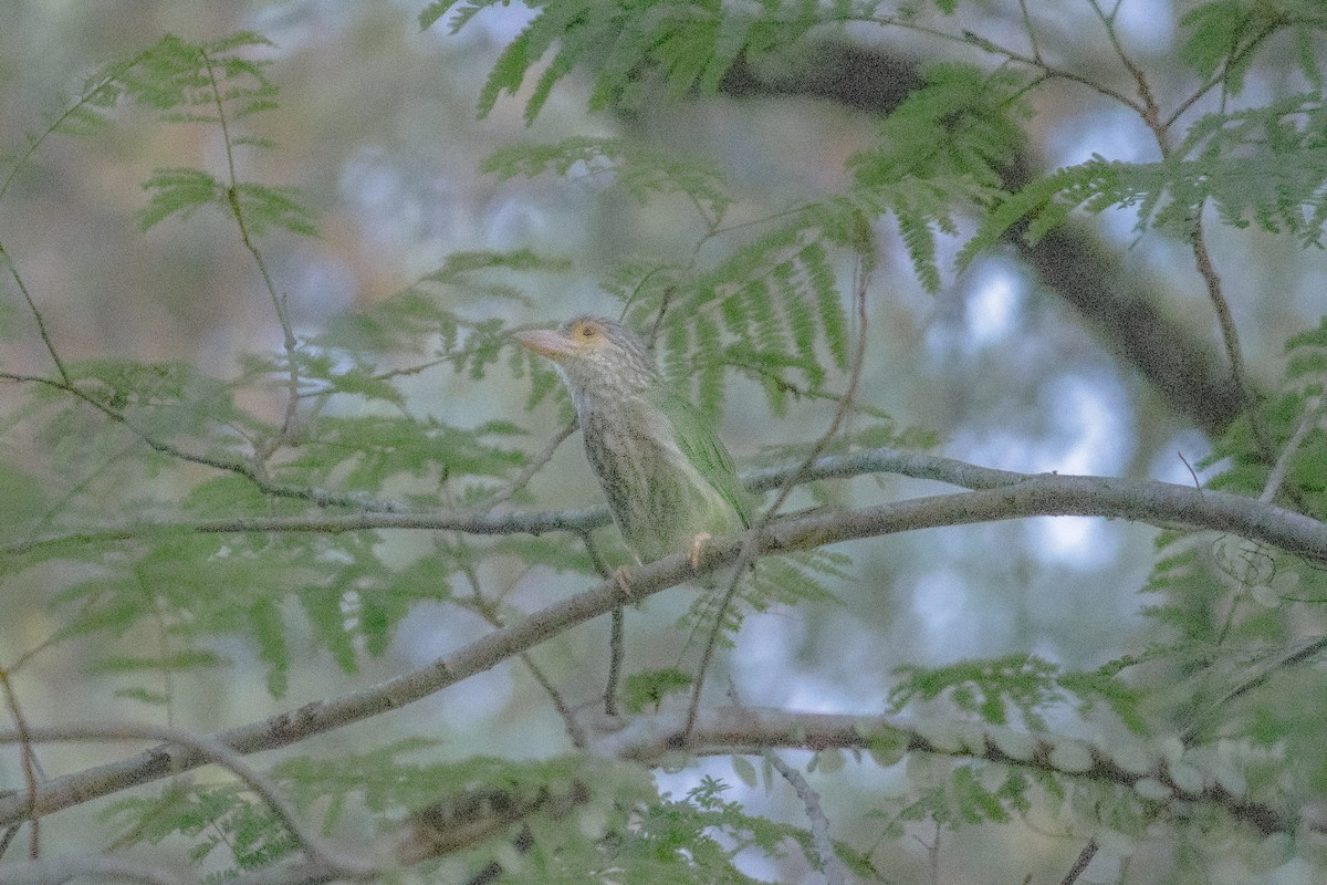 Lineated Barbet - ML638227064
