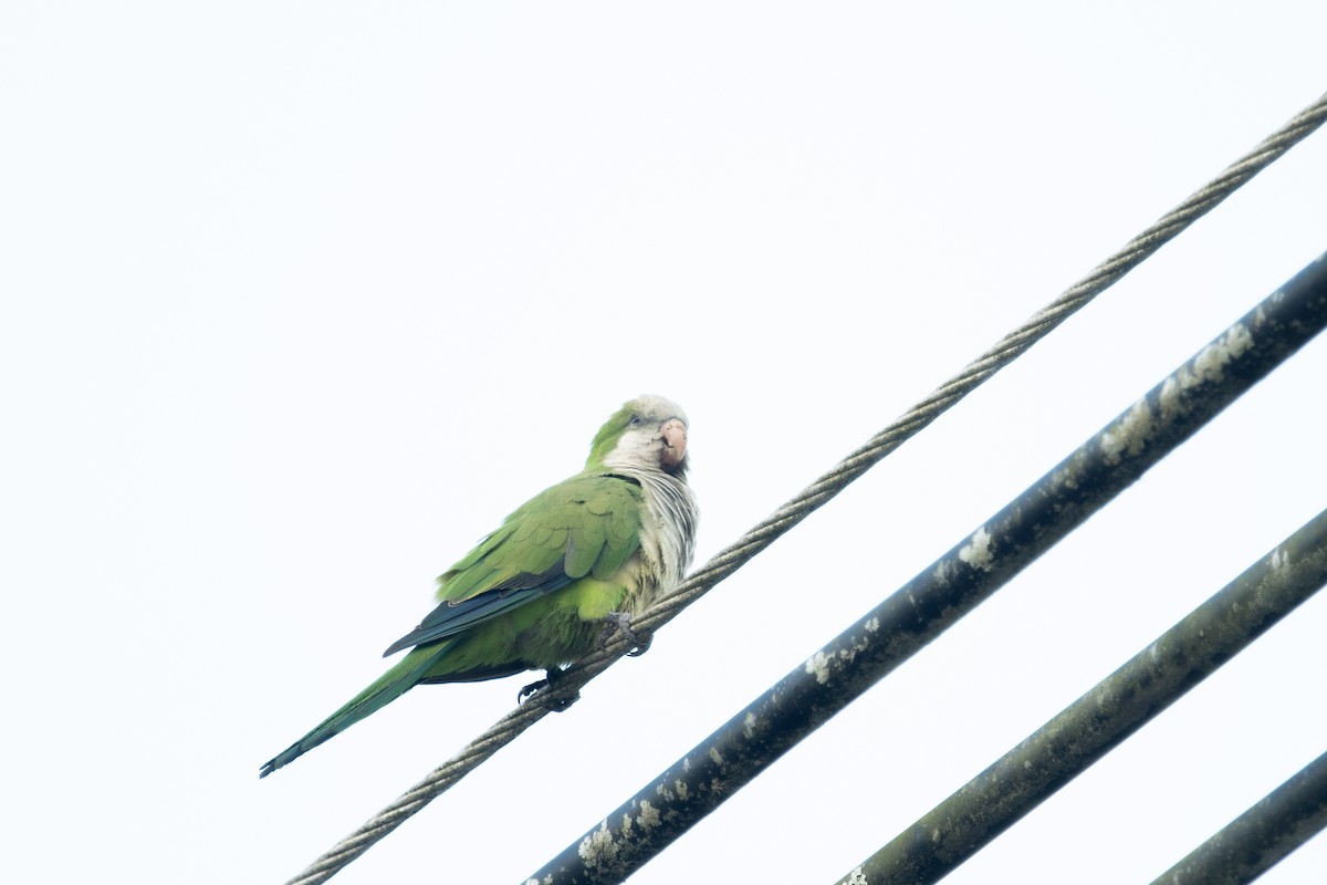 White-winged Dove - ML638227066