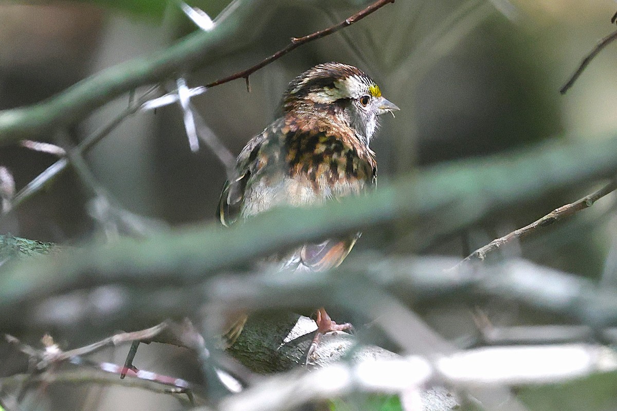 White-throated Sparrow - ML638227095