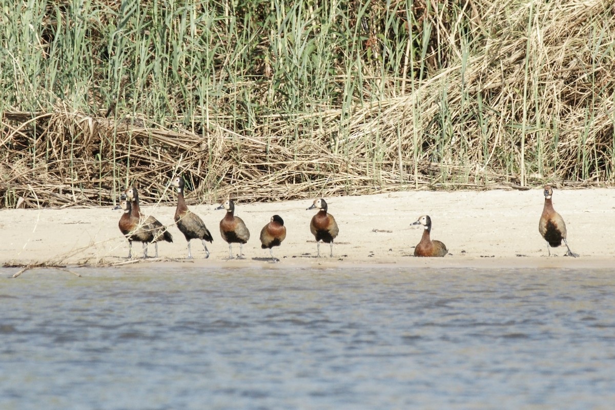 White-faced Whistling-Duck - ML638227096