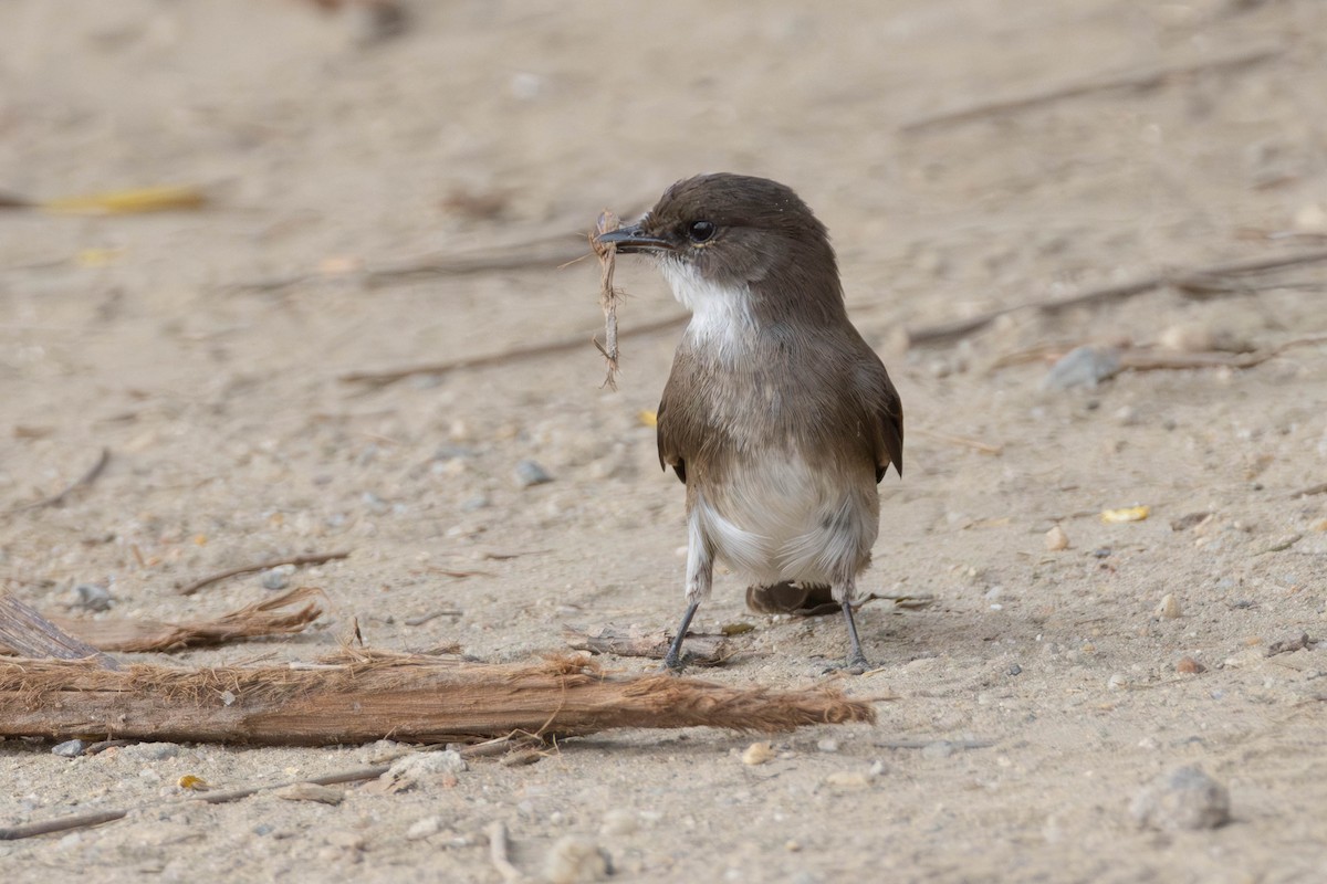 Swamp Flycatcher - ML638227112