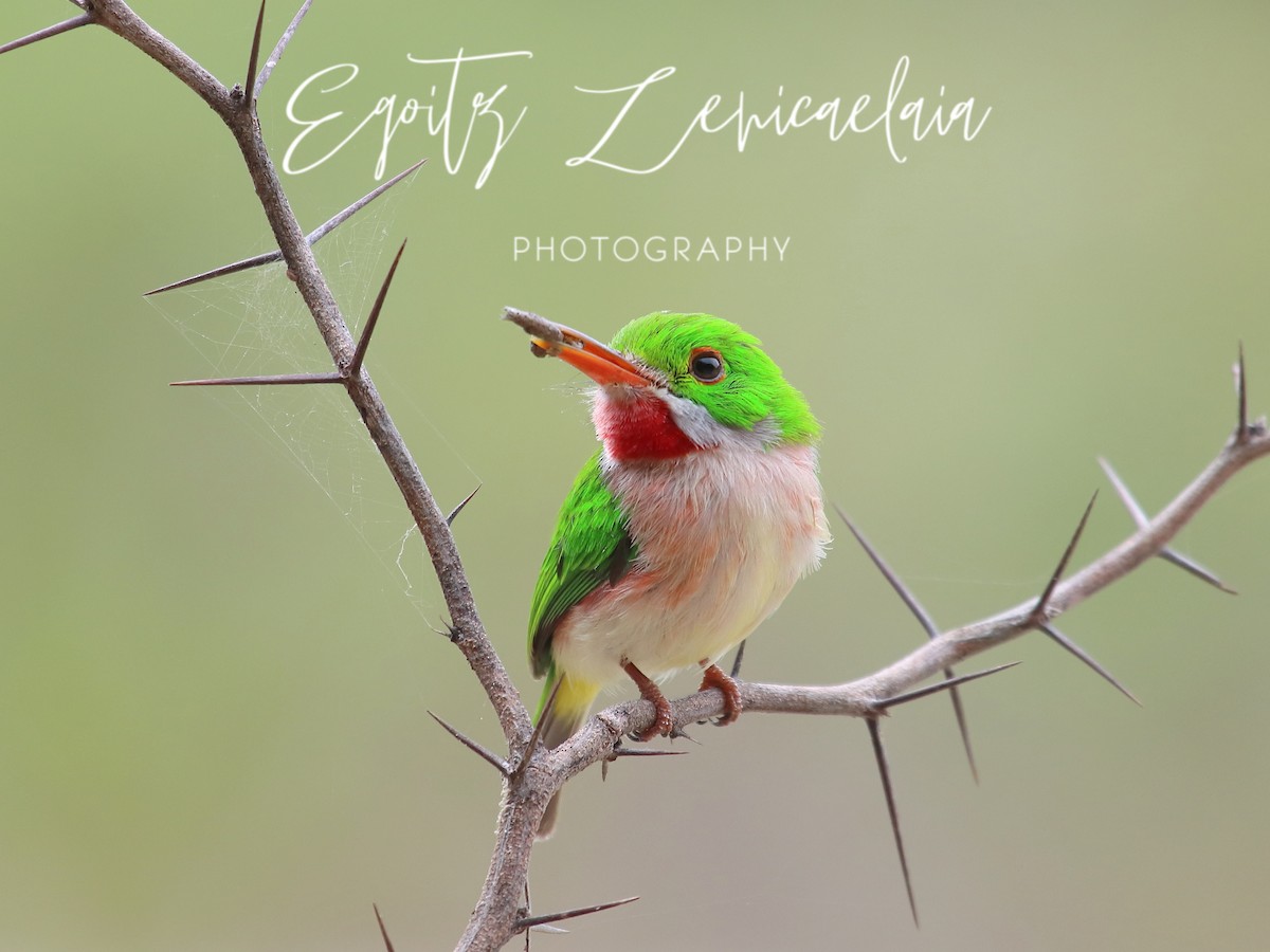 Broad-billed Tody - ML638227126