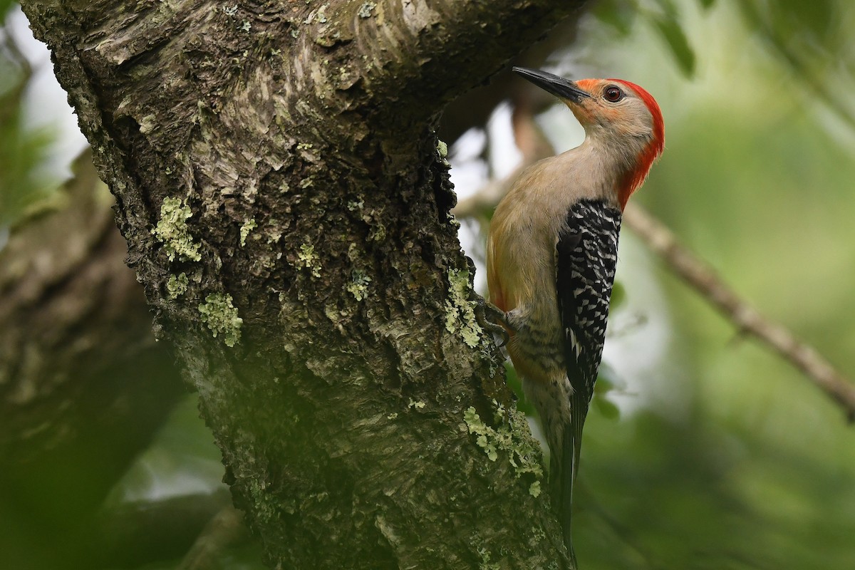 Red-bellied Woodpecker - ML638227133