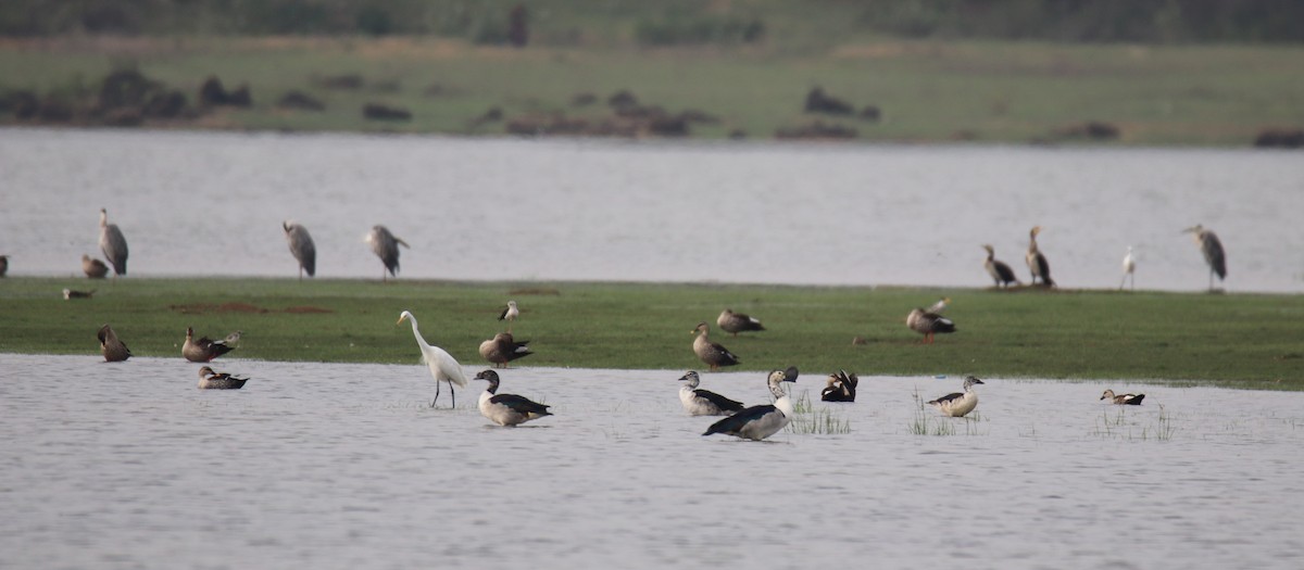 Knob-billed Duck - ML638227138