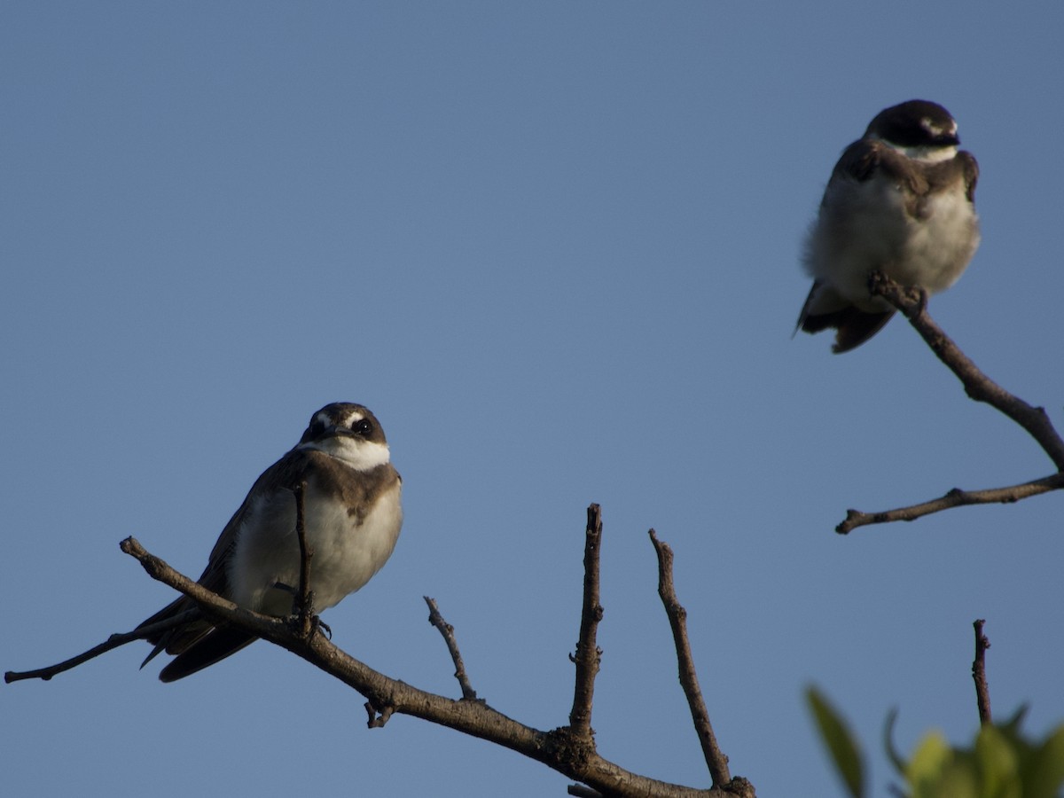 Banded Martin - ML638227141