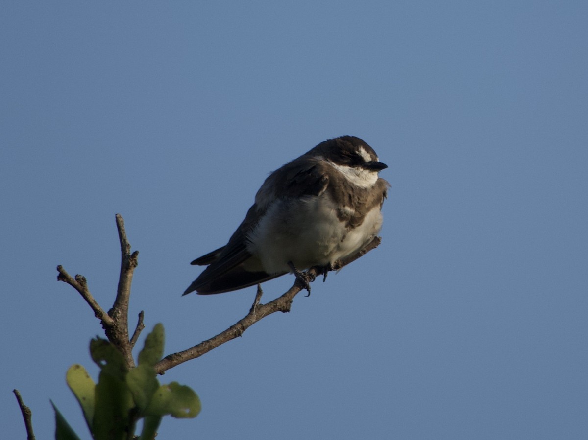 Banded Martin - ML638227143