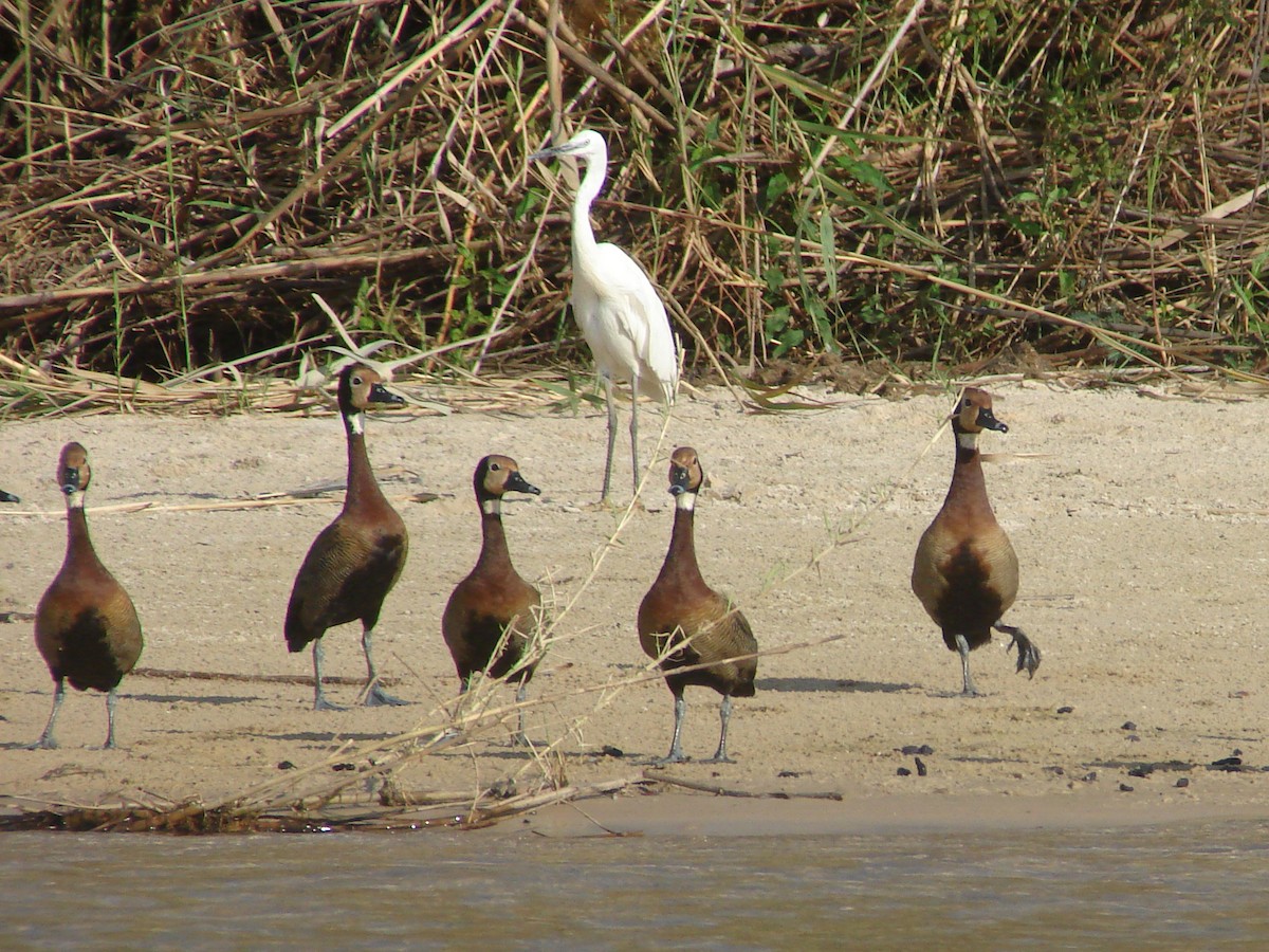 White-faced Whistling-Duck - ML638227149