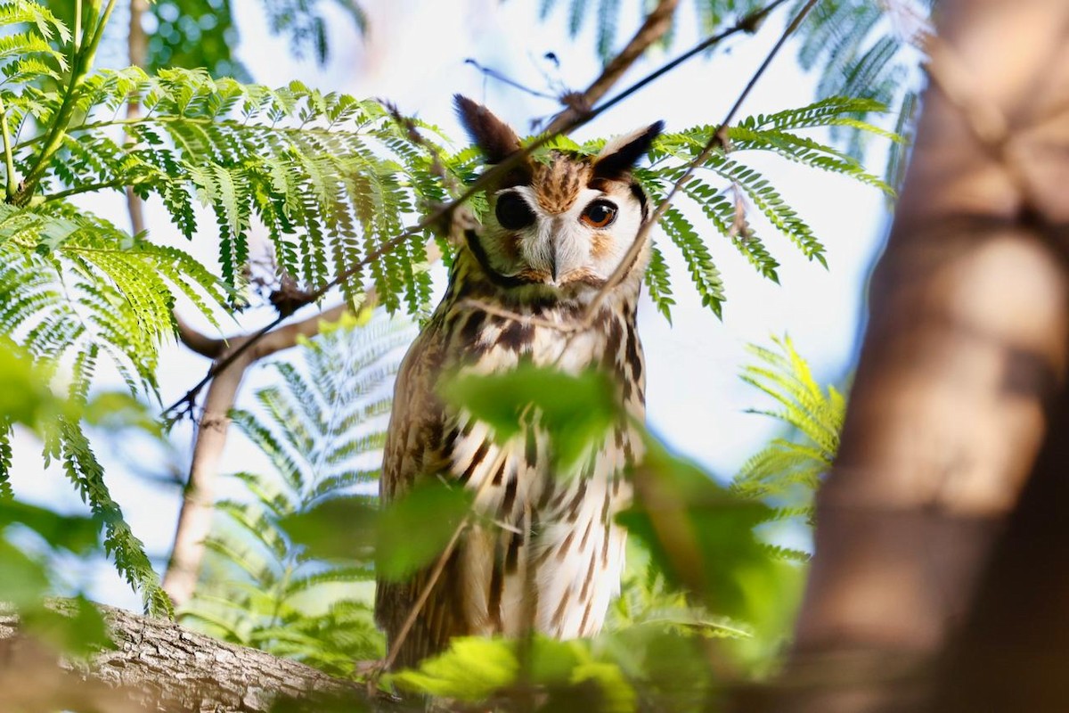 Striped Owl - ML638227150
