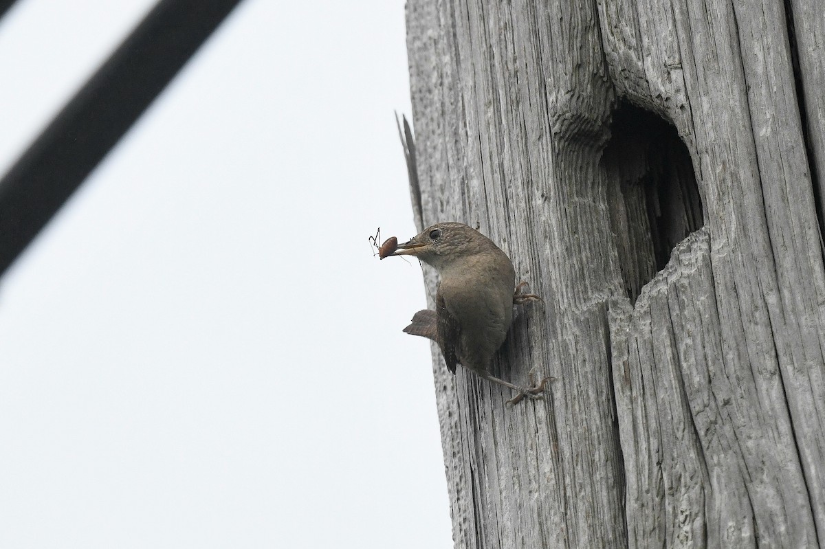 Northern House Wren - ML638227152