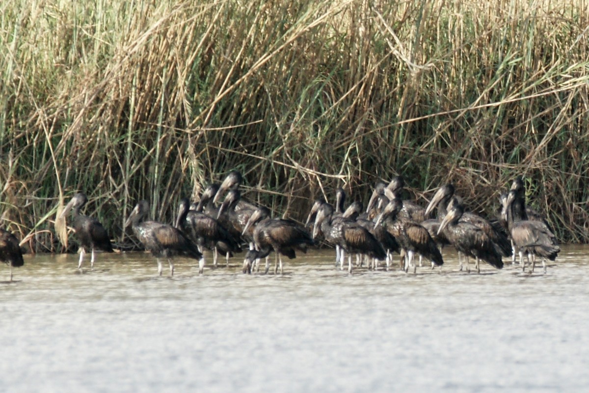 African Openbill - ML638227216