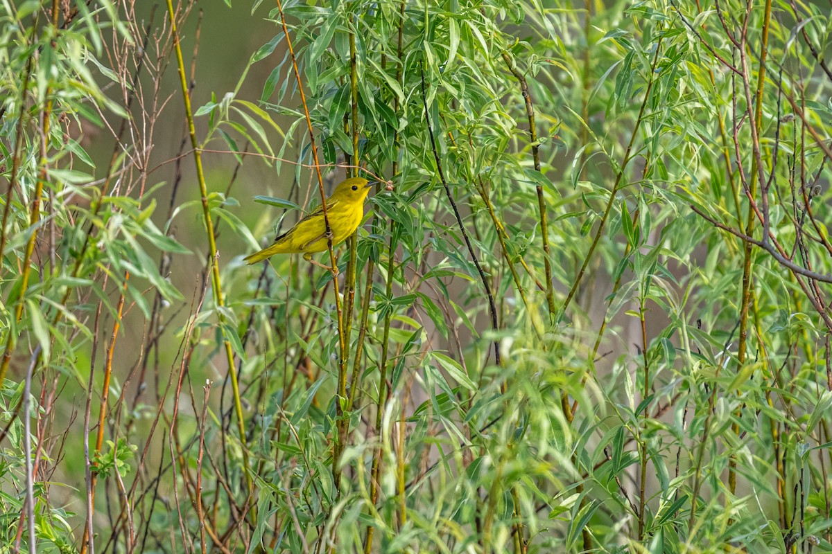 Yellow Warbler - ML638227218