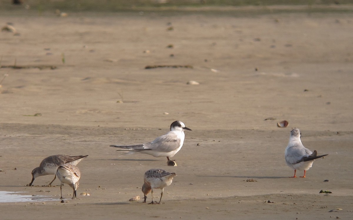 Red Knot - ML638227267