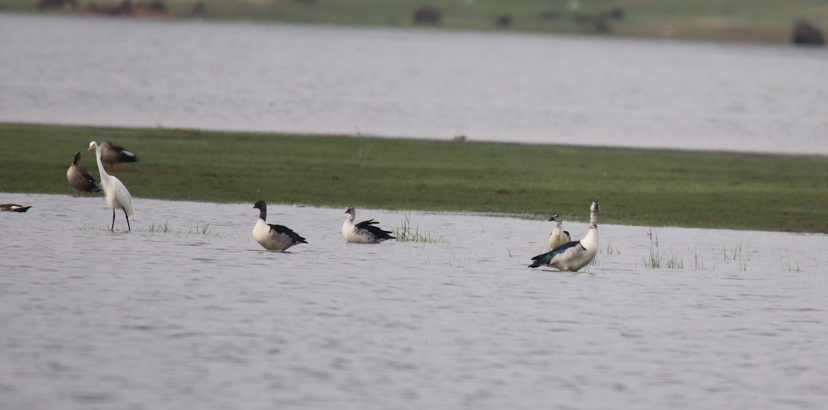 Knob-billed Duck - ML638227273