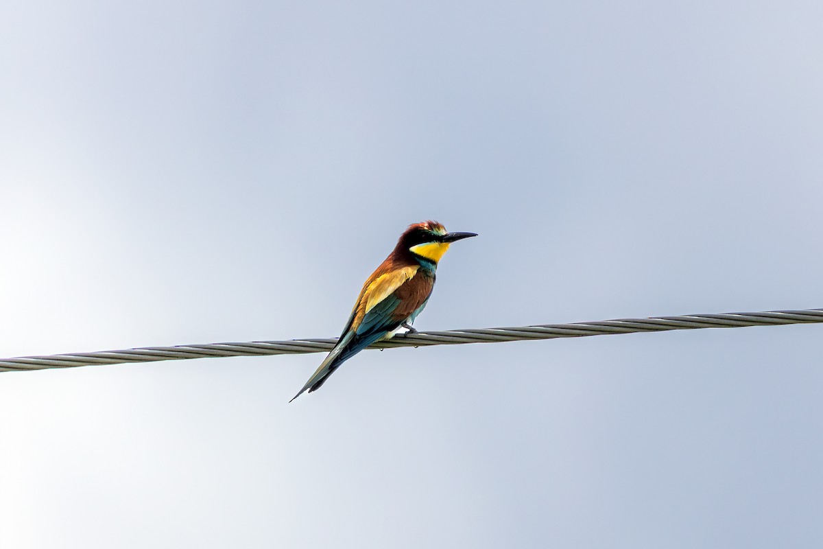 European Bee-eater - ML638227275