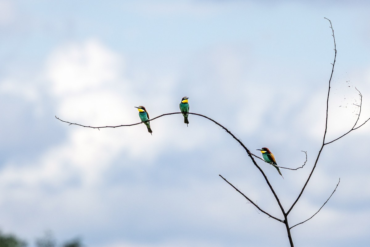 European Bee-eater - ML638227276