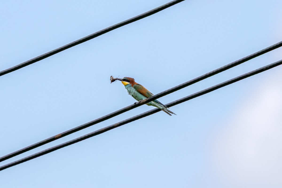 European Bee-eater - ML638227277