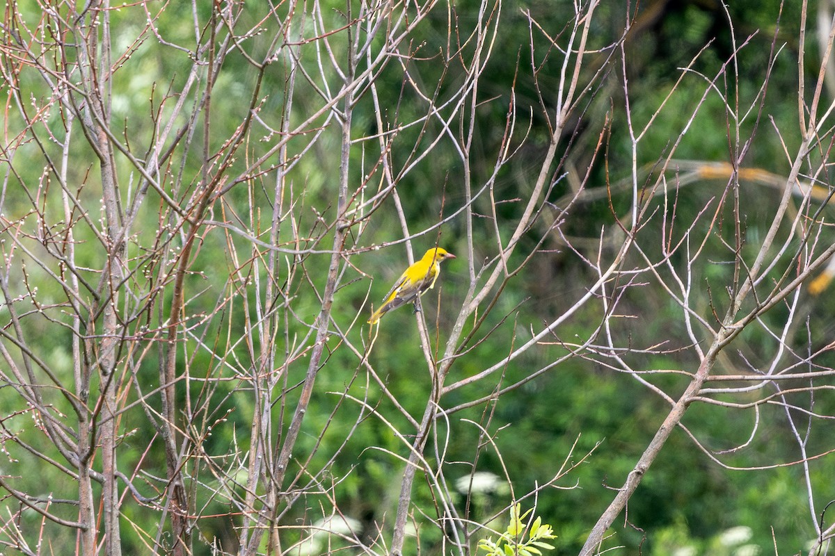 Eurasian Golden Oriole - ML638227299