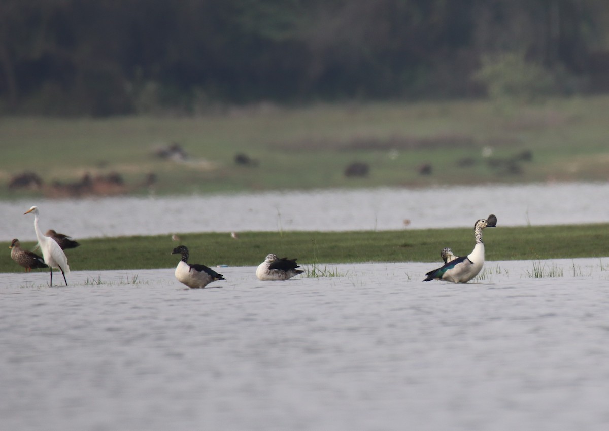 Knob-billed Duck - ML638227331