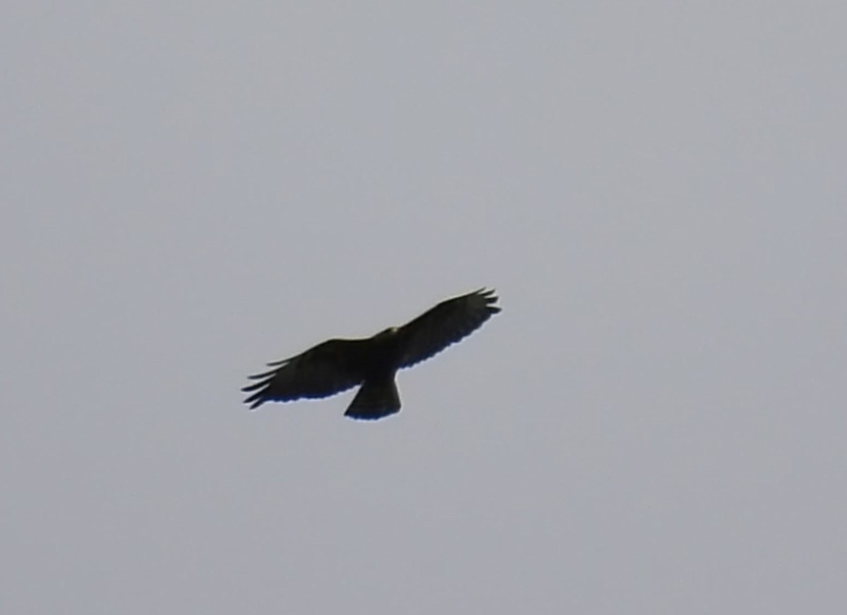 Short-tailed Hawk - ML638227375