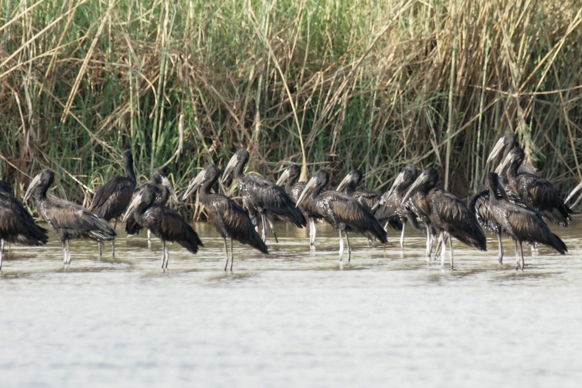 African Openbill - ML638227377