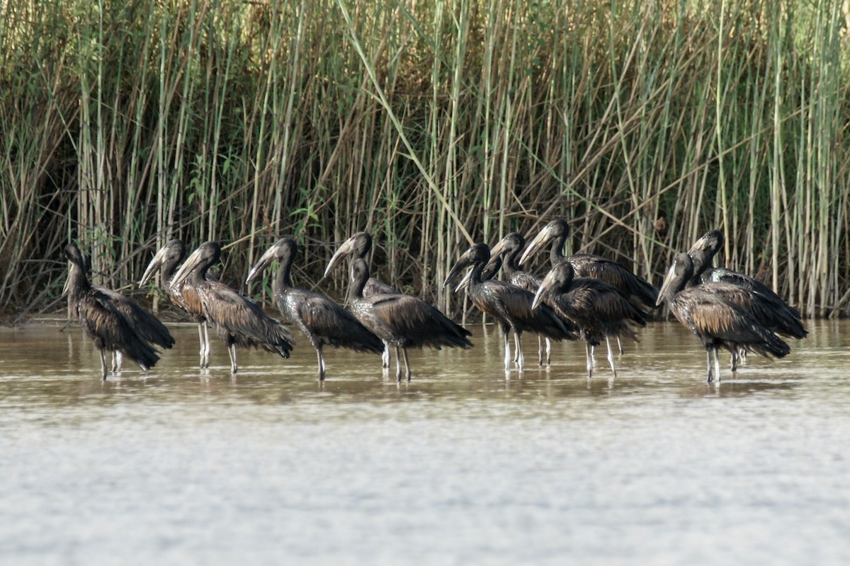 African Openbill - ML638227378