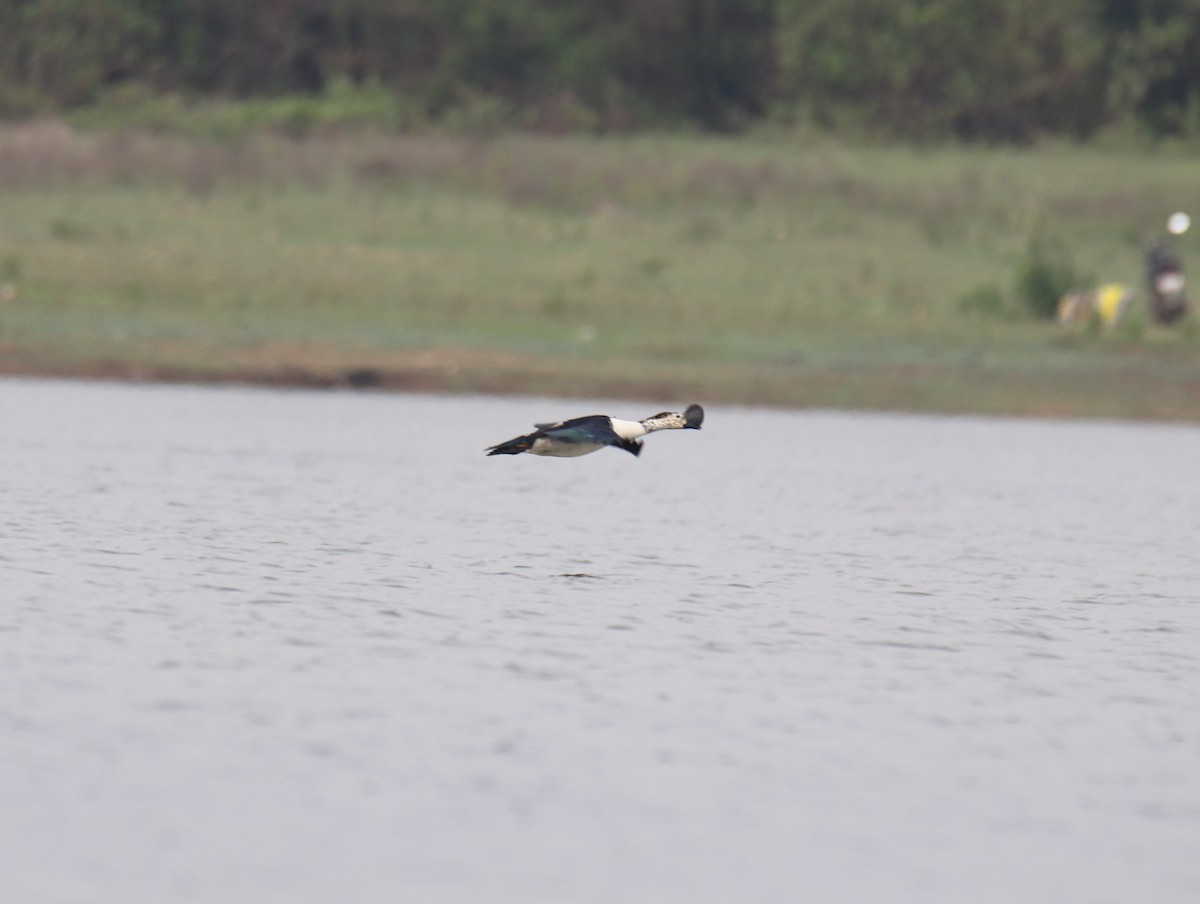 Knob-billed Duck - ML638227384