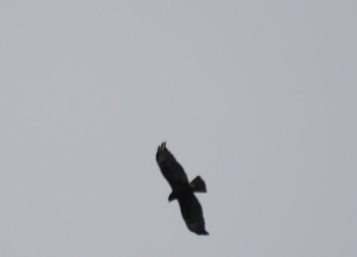 Short-tailed Hawk - ML638227394