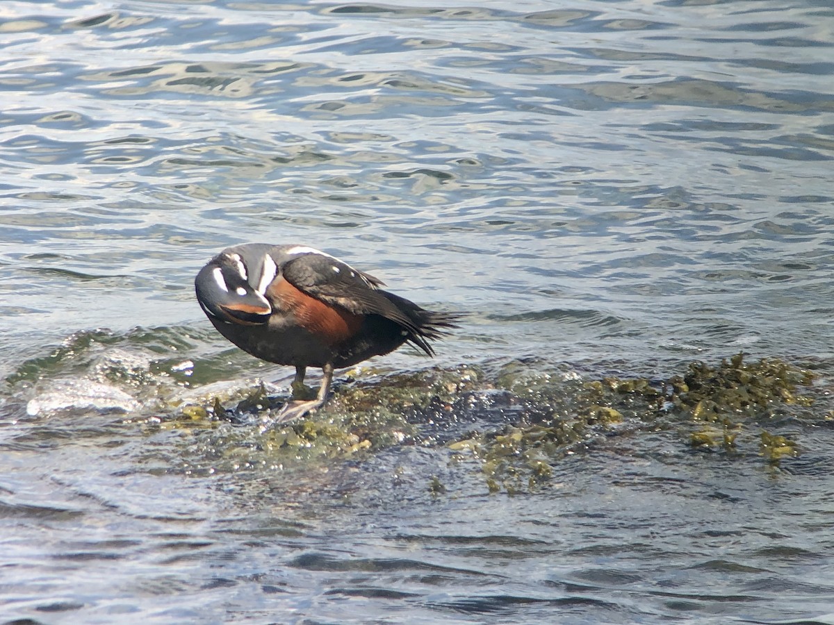 Harlequin Duck - ML638227395