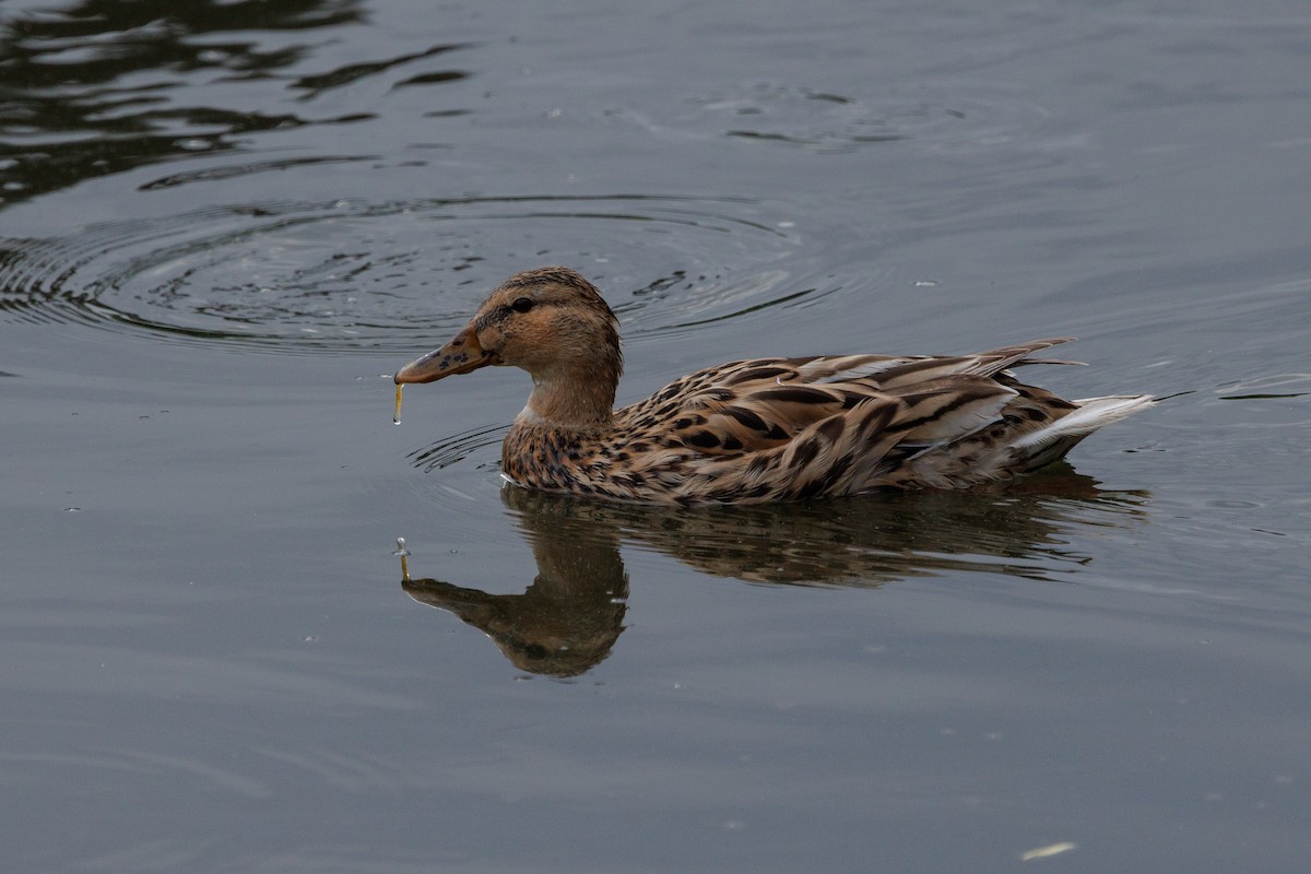 Canard colvert - ML638227403