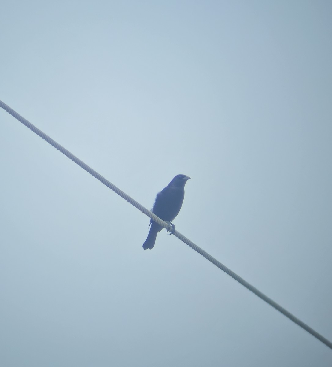 Shiny Cowbird - ML638227405