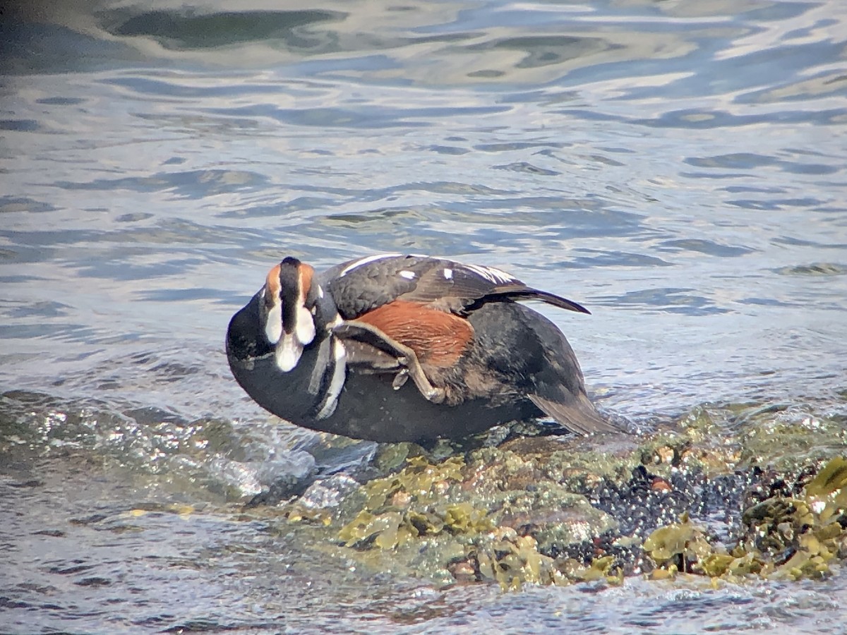 Harlequin Duck - ML638227408