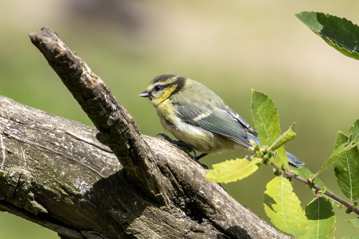 Eurasian Blue Tit - ML638227414
