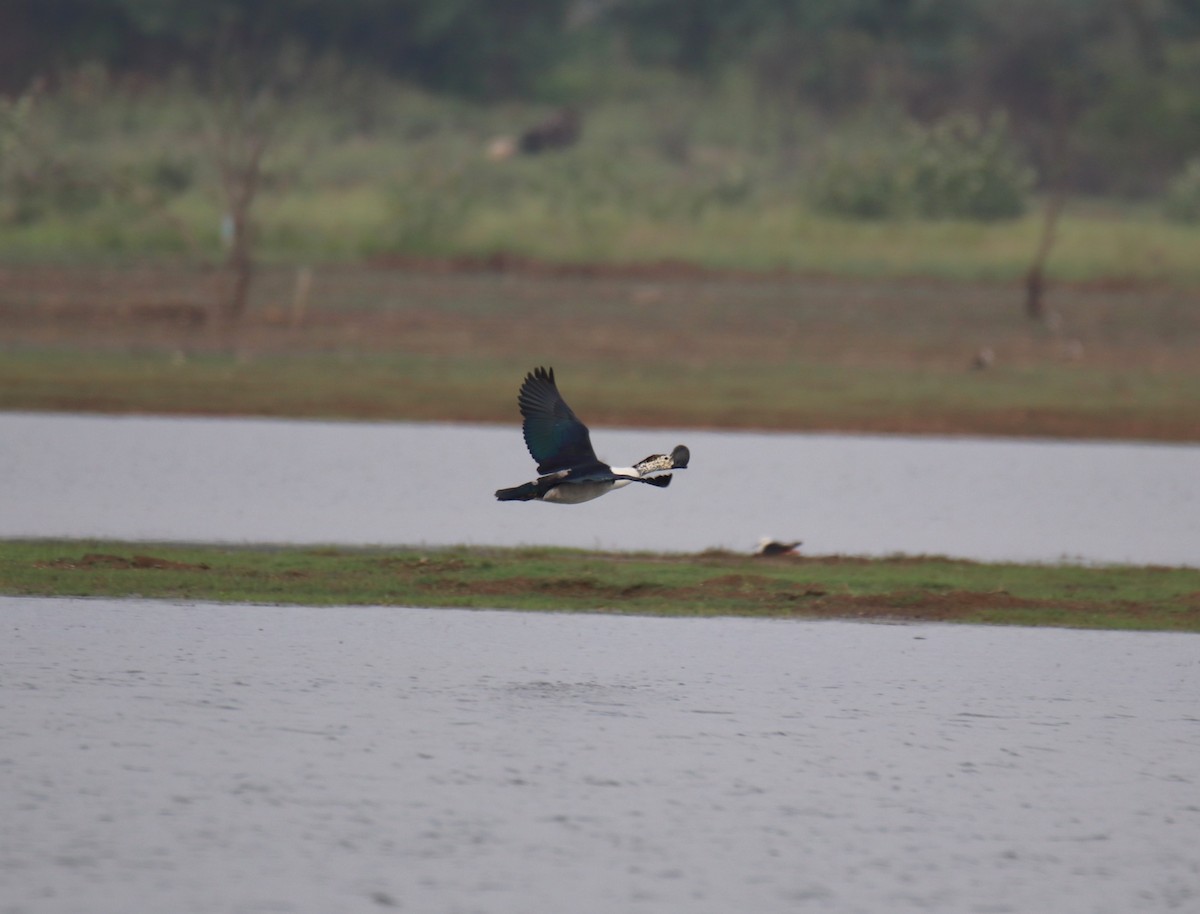 Knob-billed Duck - ML638227424