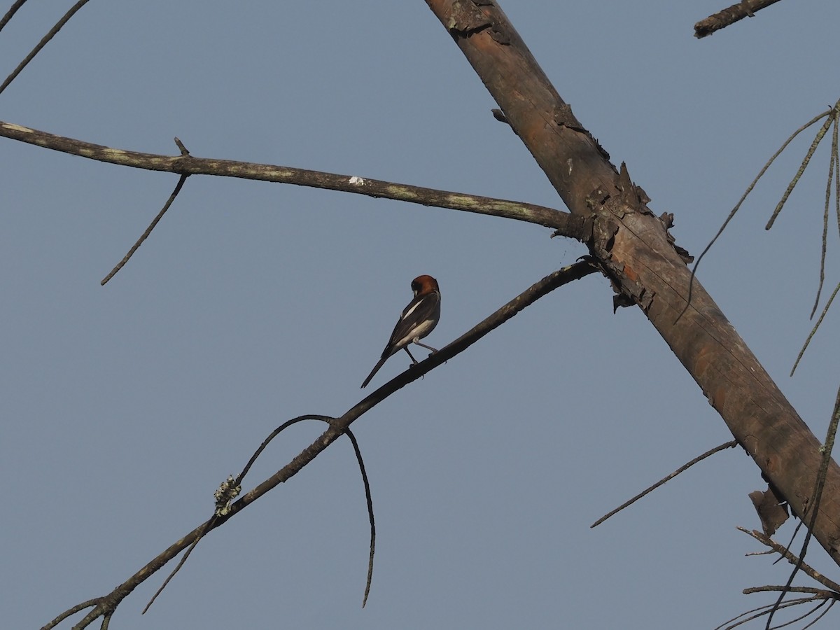 Woodchat Shrike - ML638227430