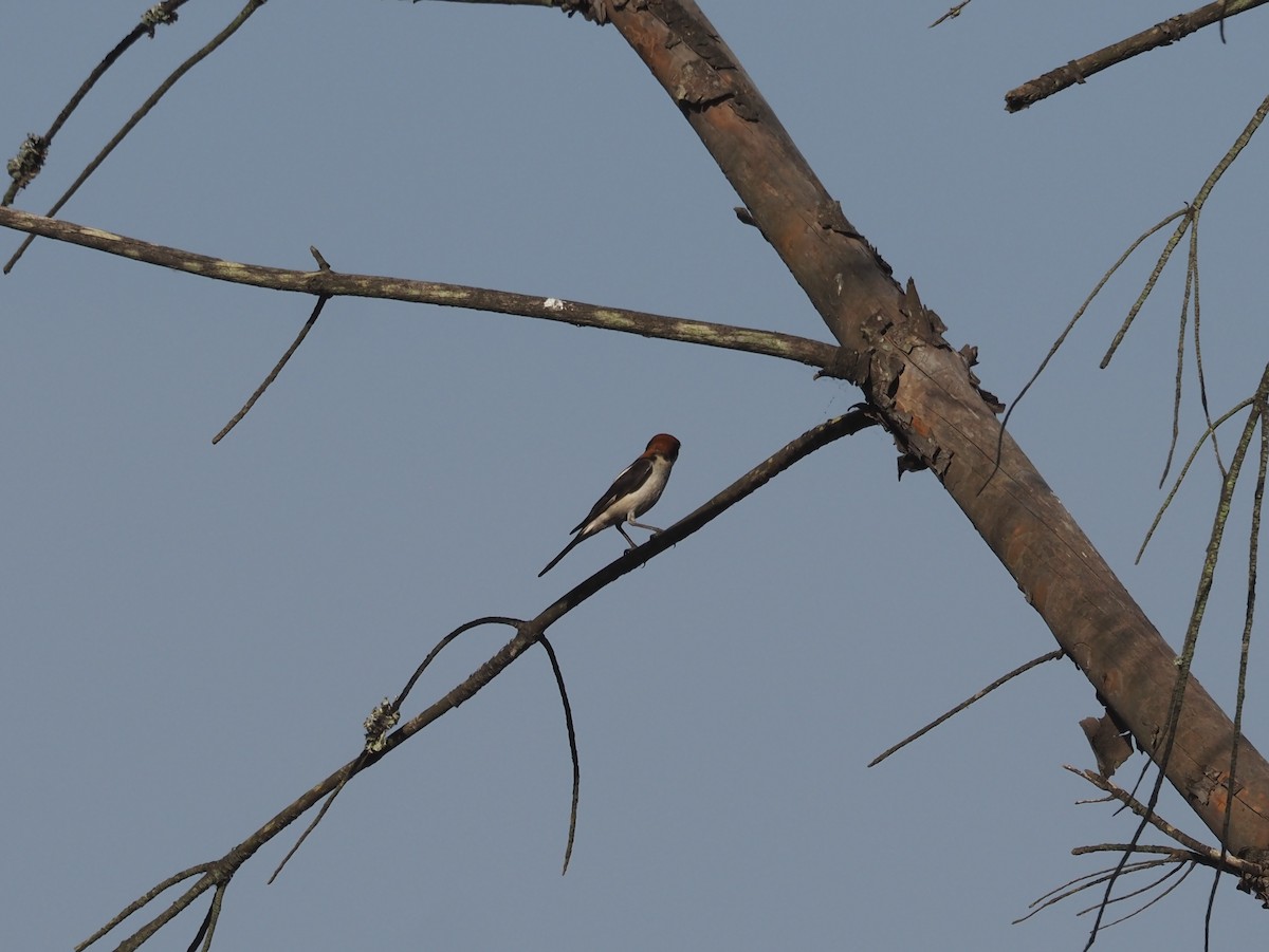 Woodchat Shrike - ML638227431