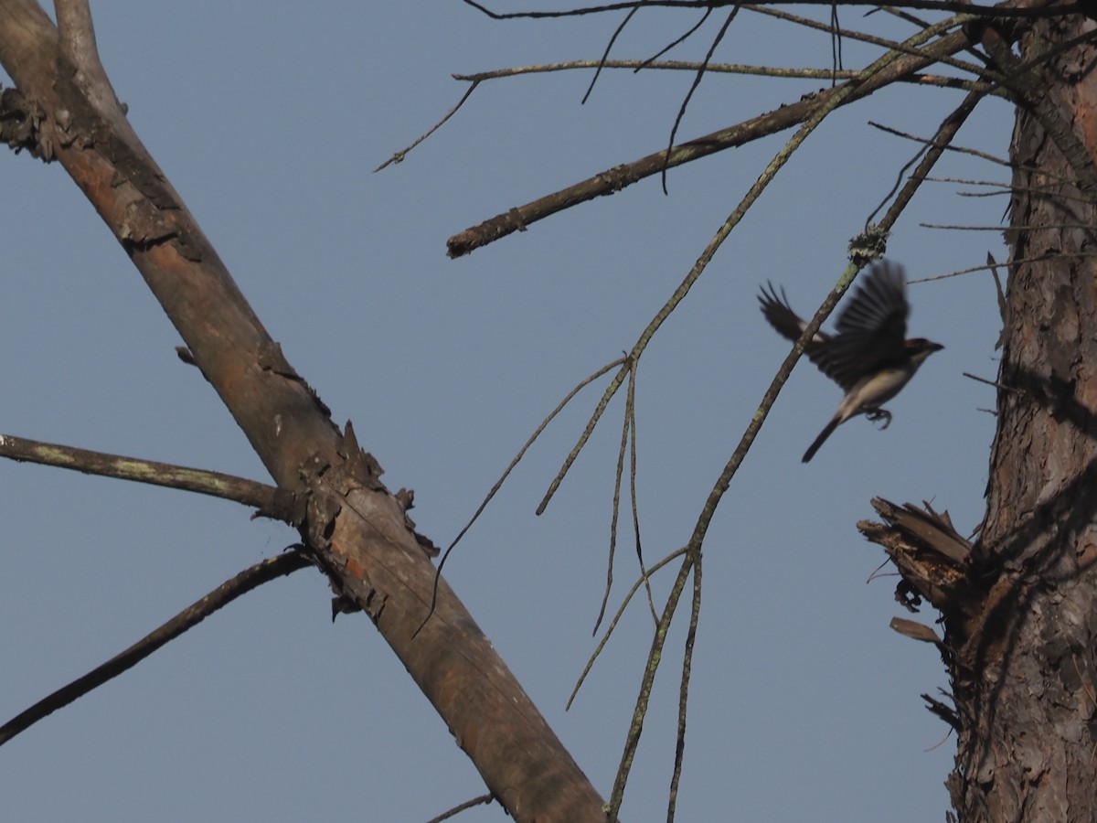 Woodchat Shrike - ML638227432