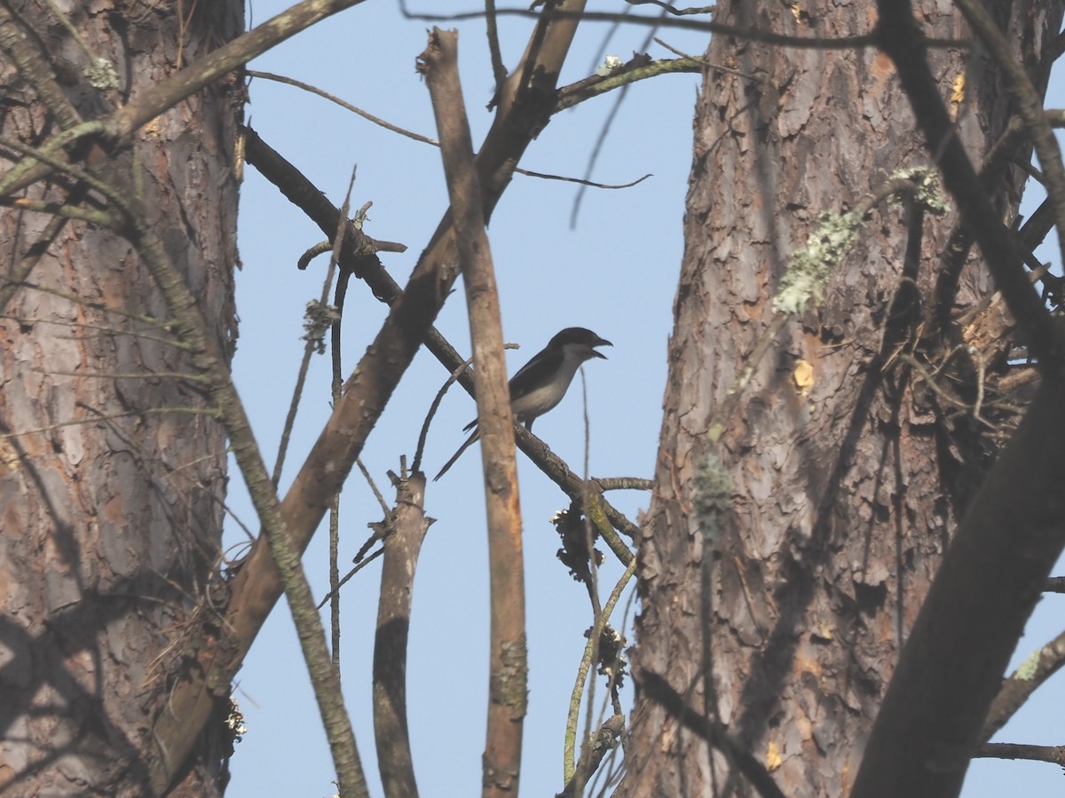 Woodchat Shrike - ML638227433