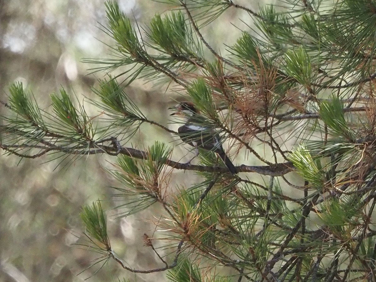 Woodchat Shrike - ML638227434