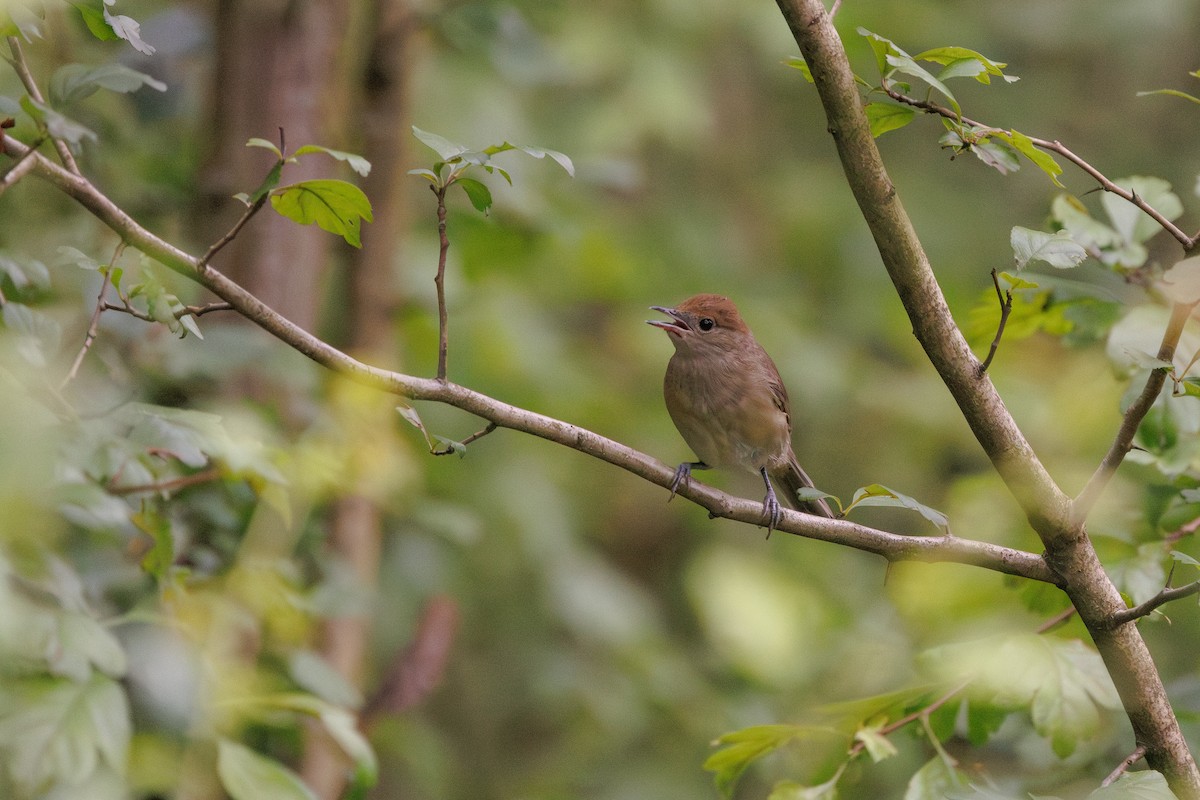 Eurasian Blackcap - ML638227439
